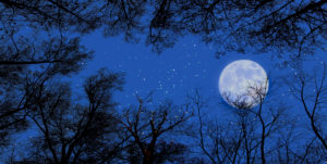 Starry sky with full moon above the tree tops Starry sky with full moon above the tree tops